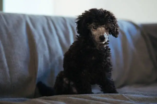 December 1, 2020 - Warsaw, Poland: toy poodle puppy dog - curly and super cute - sitting on a dark grey sofa, looking at camera - close up portrait.