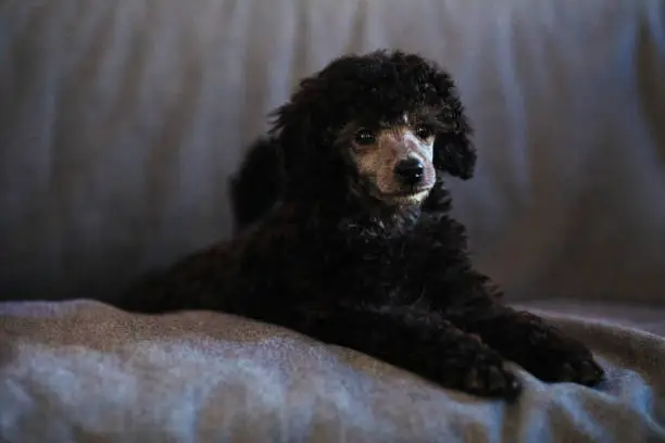 December 1, 2020 - Warsaw, Poland: Black puppy - poodle miniature toy dog lying on a sofa. Close up portrait, silver curly hair, fur, cute sweet pet doggy.