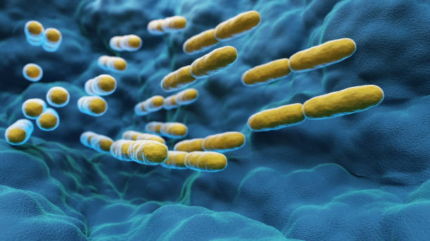 abs Lactobacillus Bulgaricus Bacteria abs Lactobacillus Bulgaricus Bacteria - 3d rendered microbiology image. Medical research, health-care concept. bacillus subtilis photos stock pictures, royalty-free photos & images