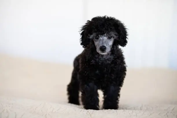 December 1, 2020 - Warsaw, Poland: cute toy poodle puppy standing on a white bed in light background - silver, black miniature dog, looking at camera. 2 months old, purebred.