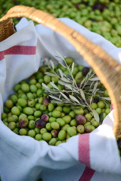 closeup of a basket full of olives with branch and a traditional tea towel during harvest closeup of a basket full of olives with branch and a traditional tea towel during harvest rag picker stock pictures, royalty-free photos & images