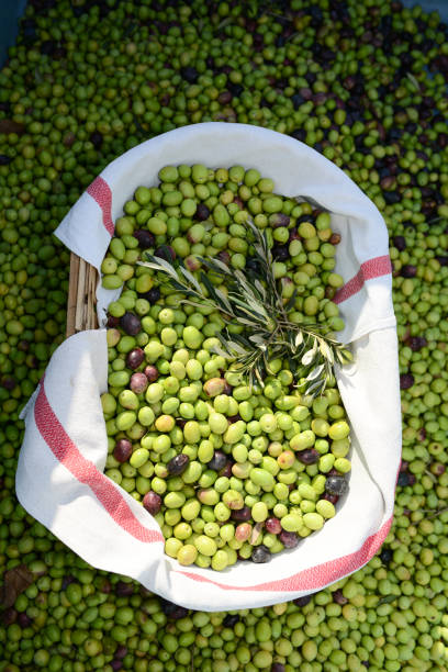 closeup of a basket full of olives with branch and a traditional tea towel during harvest closeup of a basket full of olives with branch and a traditional tea towel during harvest rag picker stock pictures, royalty-free photos & images