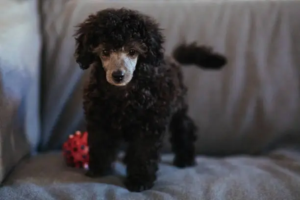 December 1, 2020 - Warsaw, Poland: Tiny toy poodle puppy standing on a grey sofa with a ball - black silver miniature poodle dog - cute, sweet pet animal at home, close up portrait with copy space.