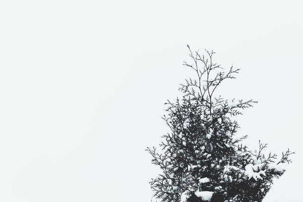 Green branch of pine needles in the snow. Frozen thuja on a white background