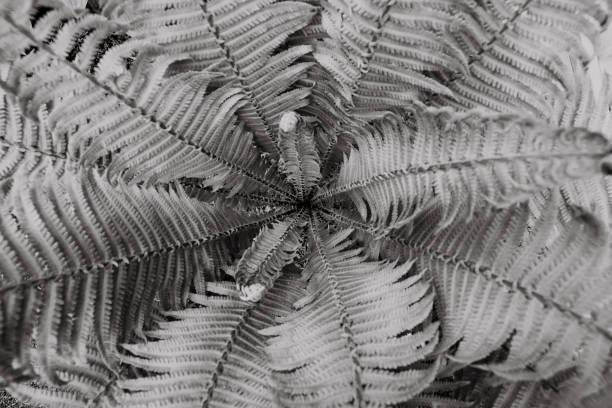 istock Grey fern leaves 1290481383