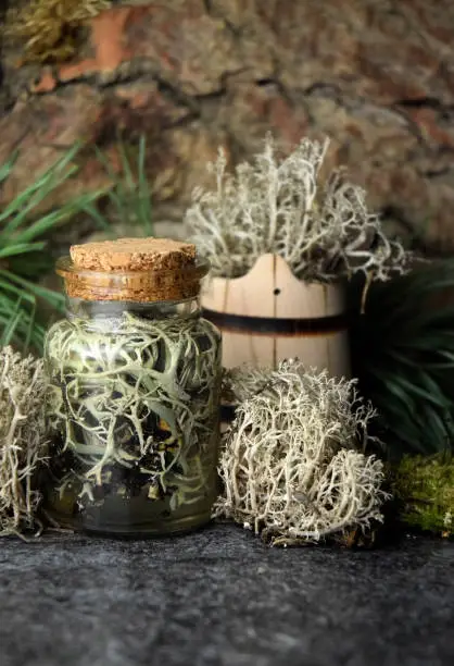 Iceland reindeer moss tincture for health