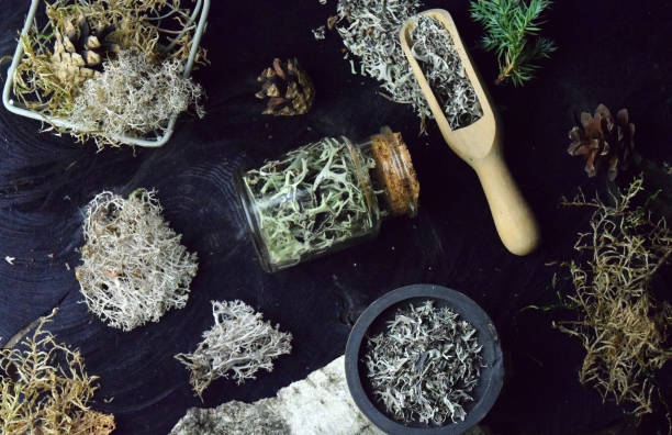 istock Iceland reindeer moss tincture 1290481550