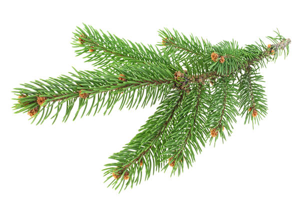 istock Christmas tree branch isolated on white background. Pine branch. Fir tree branch. 1290481811