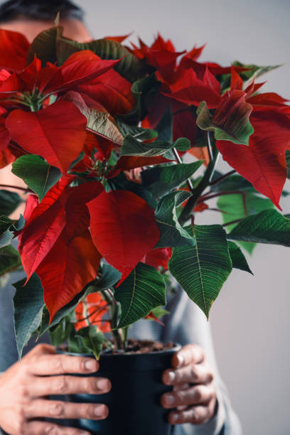 istock man holding a poinsettia plant 1290482466