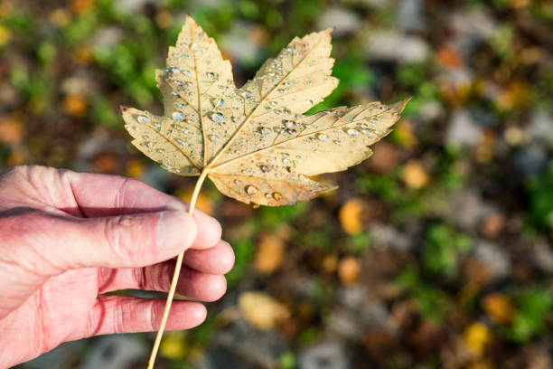 brown maple leaf