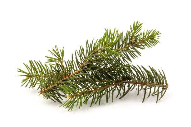 istock Spruce essential oil in a bottle, with fresh spruce twigs on white background 1290482855