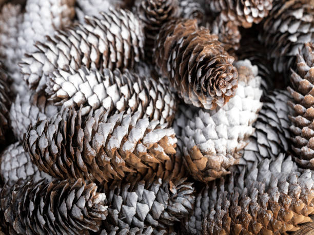 istock Heap of fir cones 1290482967