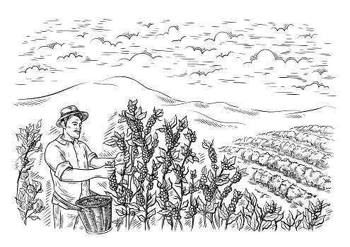 man gatherer harvests coffee at coffee plantation landscape in graphic style hand-drawn vector illustration.