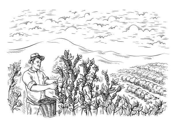 man gatherer harvests coffee at coffee plantation landscape in graphic style hand-drawn vector man gatherer harvests coffee at coffee plantation landscape in graphic style hand-drawn vector illustration. plantation stock illustrations