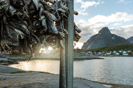 Stockfish racks at Lofoten Islands, Norway