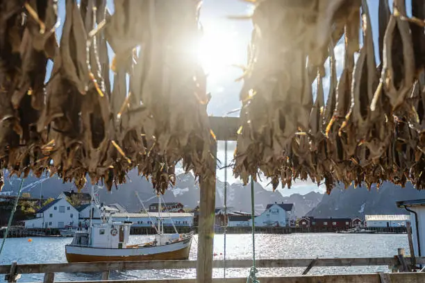 Photo of Stockfish racks at Lofoten Islands, Norway: cod fishing industry