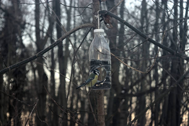 istock original bird feeder on a tree in winter 1290485504