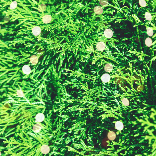 istock Evergreen thuja branches with the sparkles close up as a christmas background. 1290486418