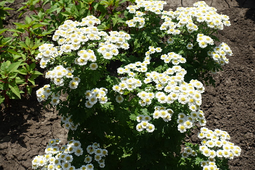 White daisy like flower heads of Tanacetum parthenium in June