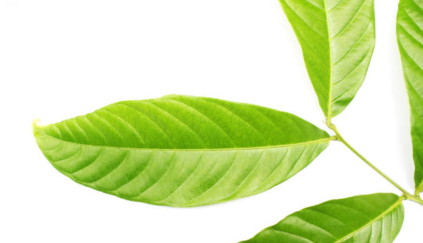 istock collection tropical green leaf on white background 1290487360