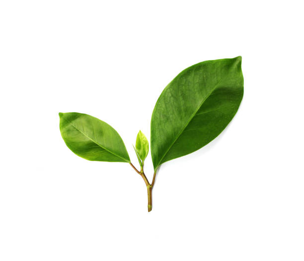 istock collection tropical green leaf on white background 1290487362