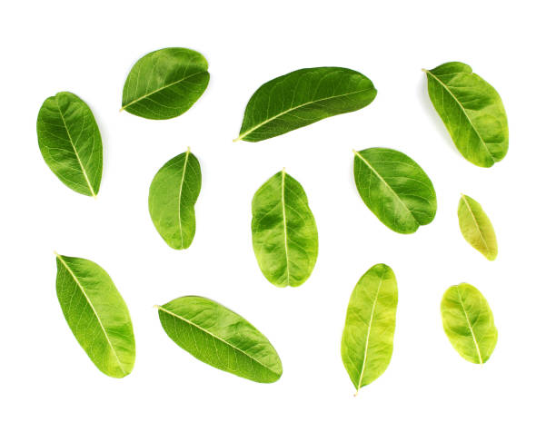 istock collection tropical green leaf on white background 1290487379