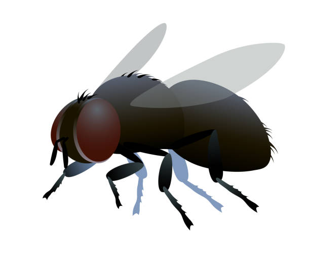 kuvapankkikuvitukset aiheesta yksi likainen ruskea ruma lanta lentää harjakset & faceted silmät, logo tai tunnus, infektio symboli - housefly