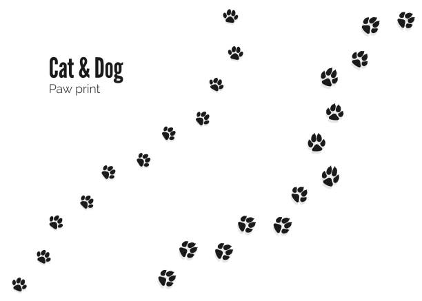 katze und hund pfote druck. haustiere oder tiere paw trail. vektor-illustration - dog paw print images stock-grafiken, -clipart, -cartoons und -symbole