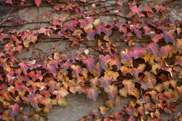 istock colorful autumn leaves 1290489773