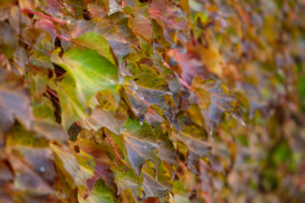 istock colorful autumn leaves 1290489847