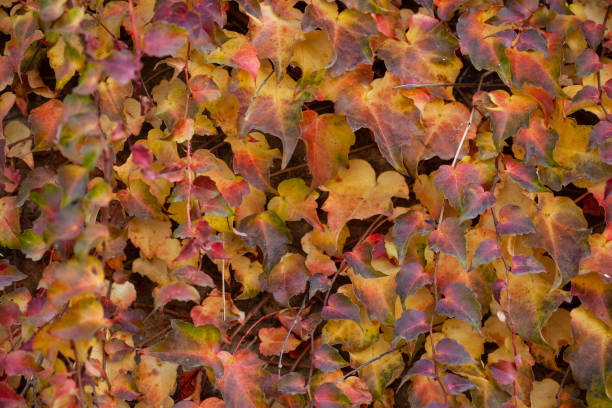 istock colorful autumn leaves 1290489944