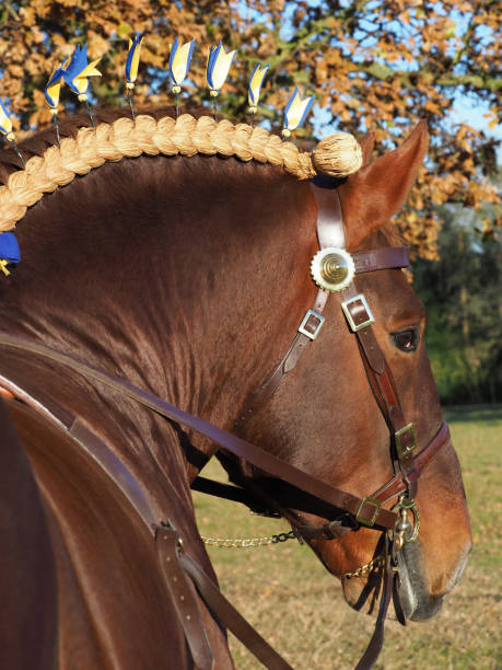 istock Heavy Horse Head Shot 1290490031