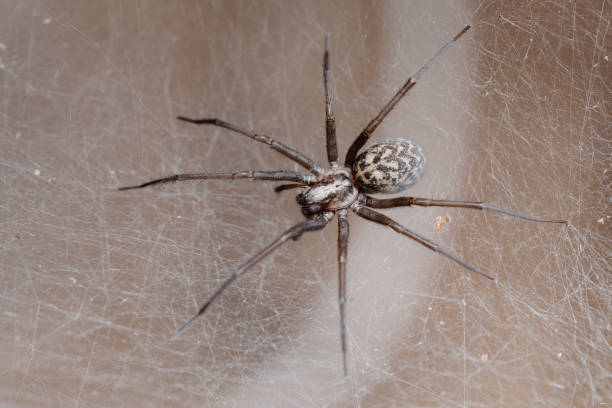 istock spider in the Liocranidae family on web 1290490098