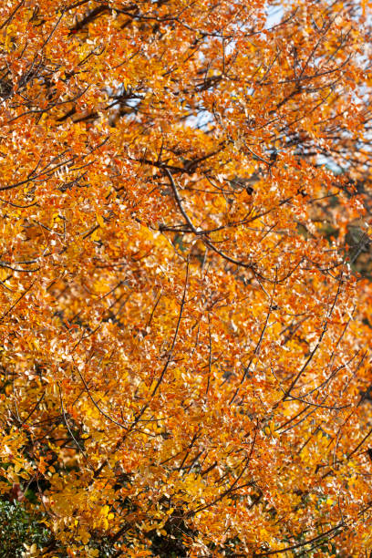 istock colorful autumn leaves 1290490252