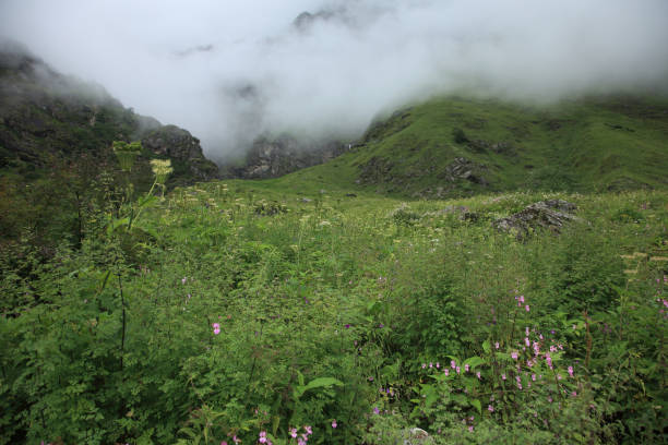 valle dei fiori nell'himalaya a uttarakhand, india - ghangaria foto e immagini stock