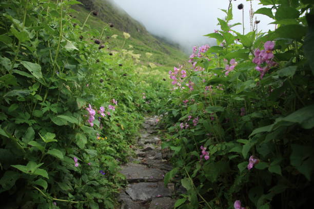 valley of flowers in the himalayas in uttarakhand, india - ghangaria imagens e fotografias de stock