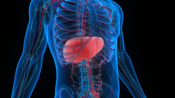 istock Human Internal Digestive Organ Liver Anatomy 1290492198