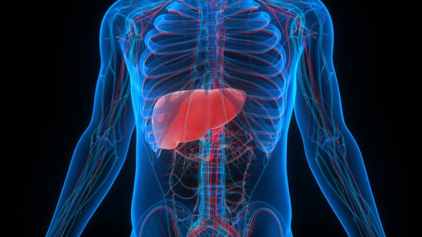 istock Human Internal Digestive Organ Liver Anatomy 1290492212