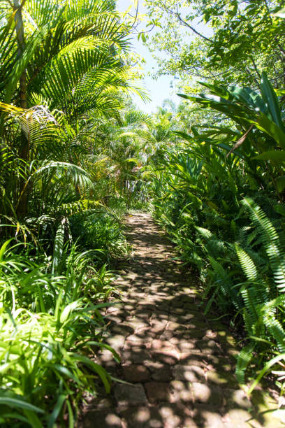 istock Walking trail through the jungle. Tourism and vacations concept 1290492378
