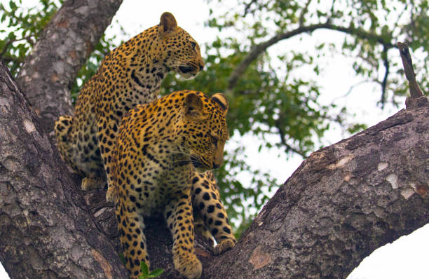 istock Two young leopards in the branches of a tree 1290492386