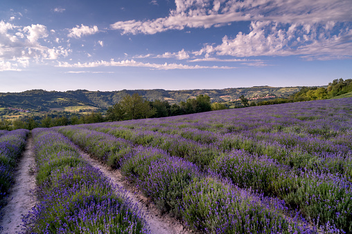 lavender field landscape, Sale San Giovanni, Langhe, Italy, blue sky and orange clouds