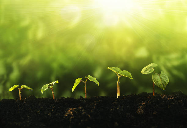 istock Saving environment, save clean planet, ecology concept. World Earth Day banner. Young plants growing at sunlight. 1290492535