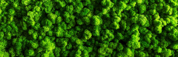 istock decorative moss for interior decoration. design moss elements background close up 1290494374
