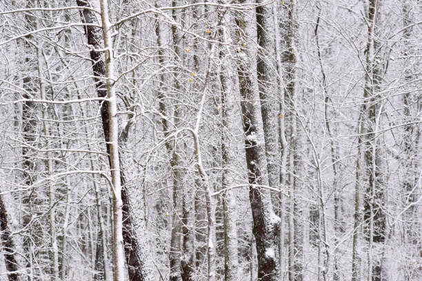 istock Forest Woods Background Cold Winter White Snowstorm Snow Deep Dark Haunting 1290495607