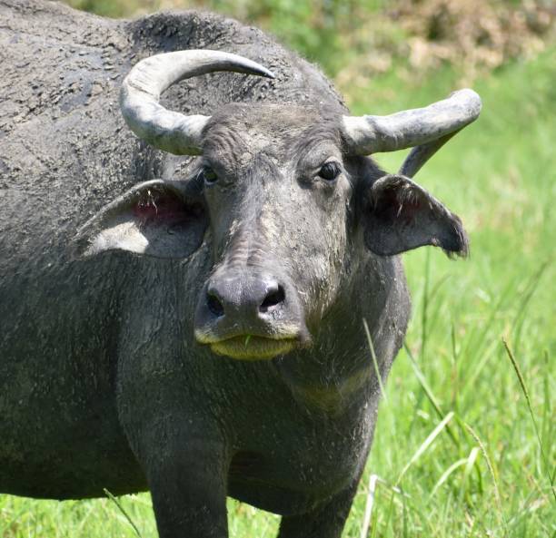 istock Water buffalo standing in a grassy field 1290495703