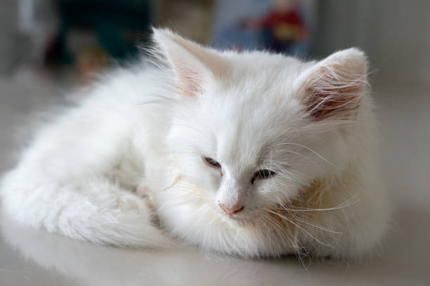 Sick little white kitten lying on floor with sad eyes stock photo