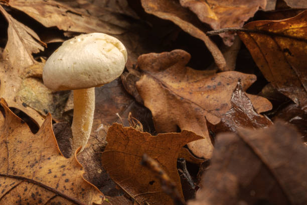 istock Mushroom in a wet forest 1290496729