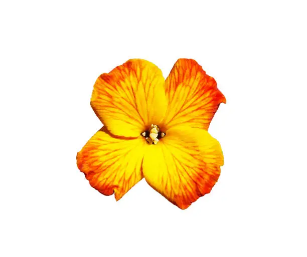 Yellow red flower of Wallflower isolated on white, Erysimum cheiri