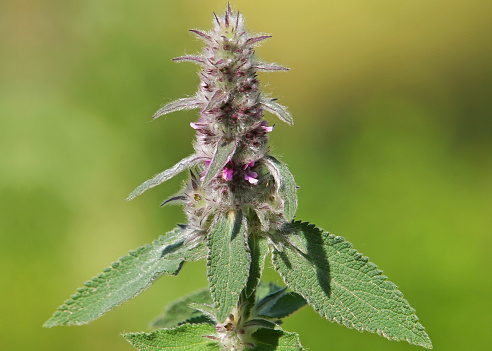 Downy woundwort blooming plant on a field, Stachys germanica