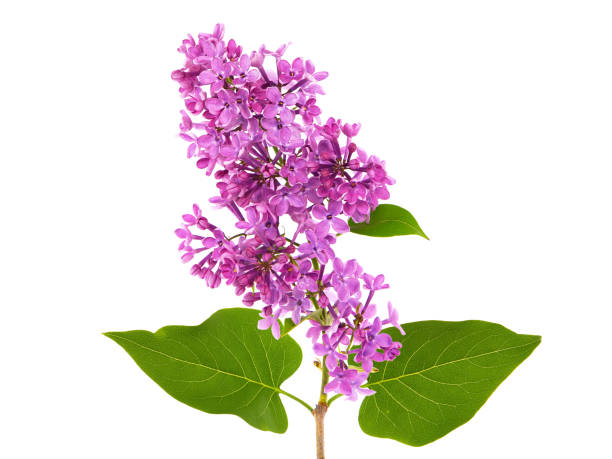 istock Branch of blooming lilac isolated on white 1290497264